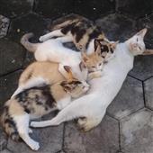 Trang game quốc tế