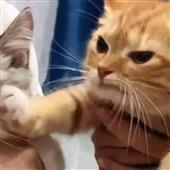 Hàng trăm con bò đ