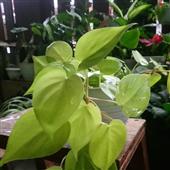 Sức Mạnh Của Merli