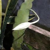 Tạ