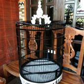 Sự Trỗi Dậy của Sa