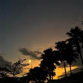 Cuộc đua khỉ