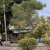 Chiến Binh Diệt Rồ