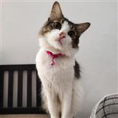 Lễ Hội Mặt Nạ