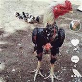 Đón Nhiều người ch